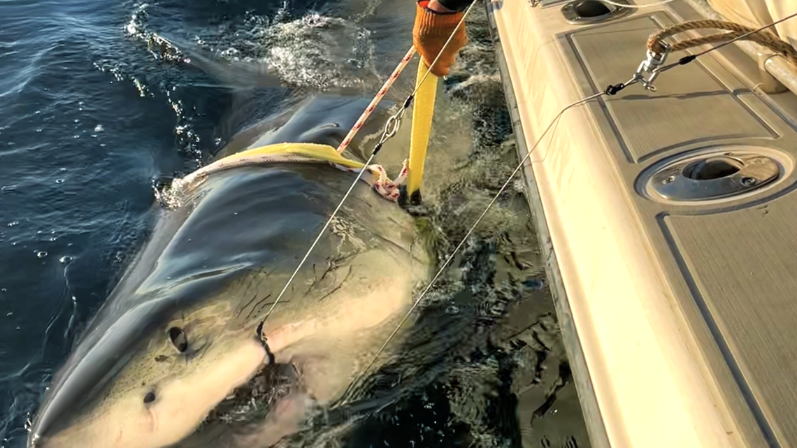 Great White Shark swimming off Myrtle Beach coast. He weighs more than 1,500 pounds