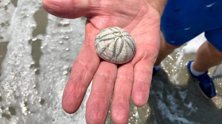 Seashell hunters have flocked to this NC island near Myrtle Beach lately. What makes it special