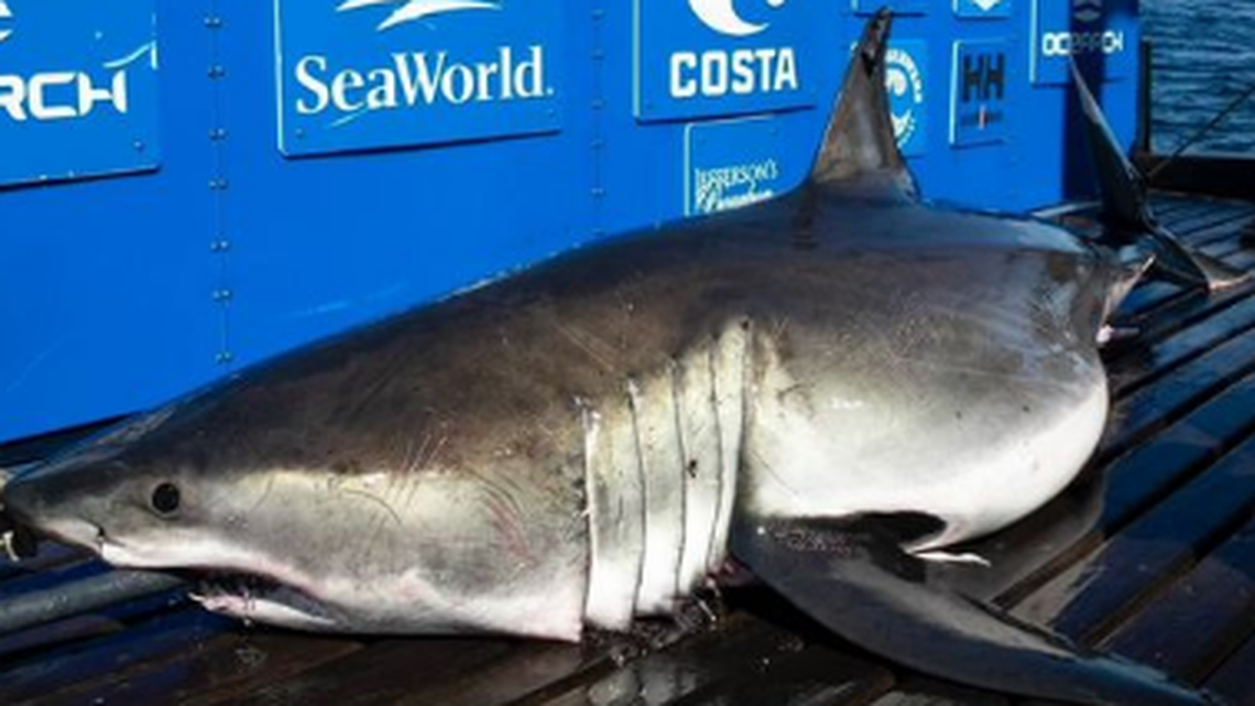 Great white sharks prefer cooler water, so there’s something mysterious about this 13-foot shark that is lingering off Myrtle Beach, South Carolina, experts say.