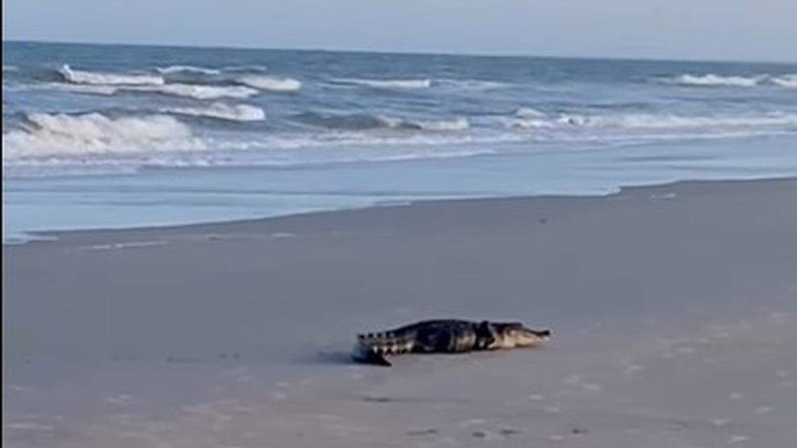 Alligator spotted strolling on this SC beach. See video of reptile sharing the sand