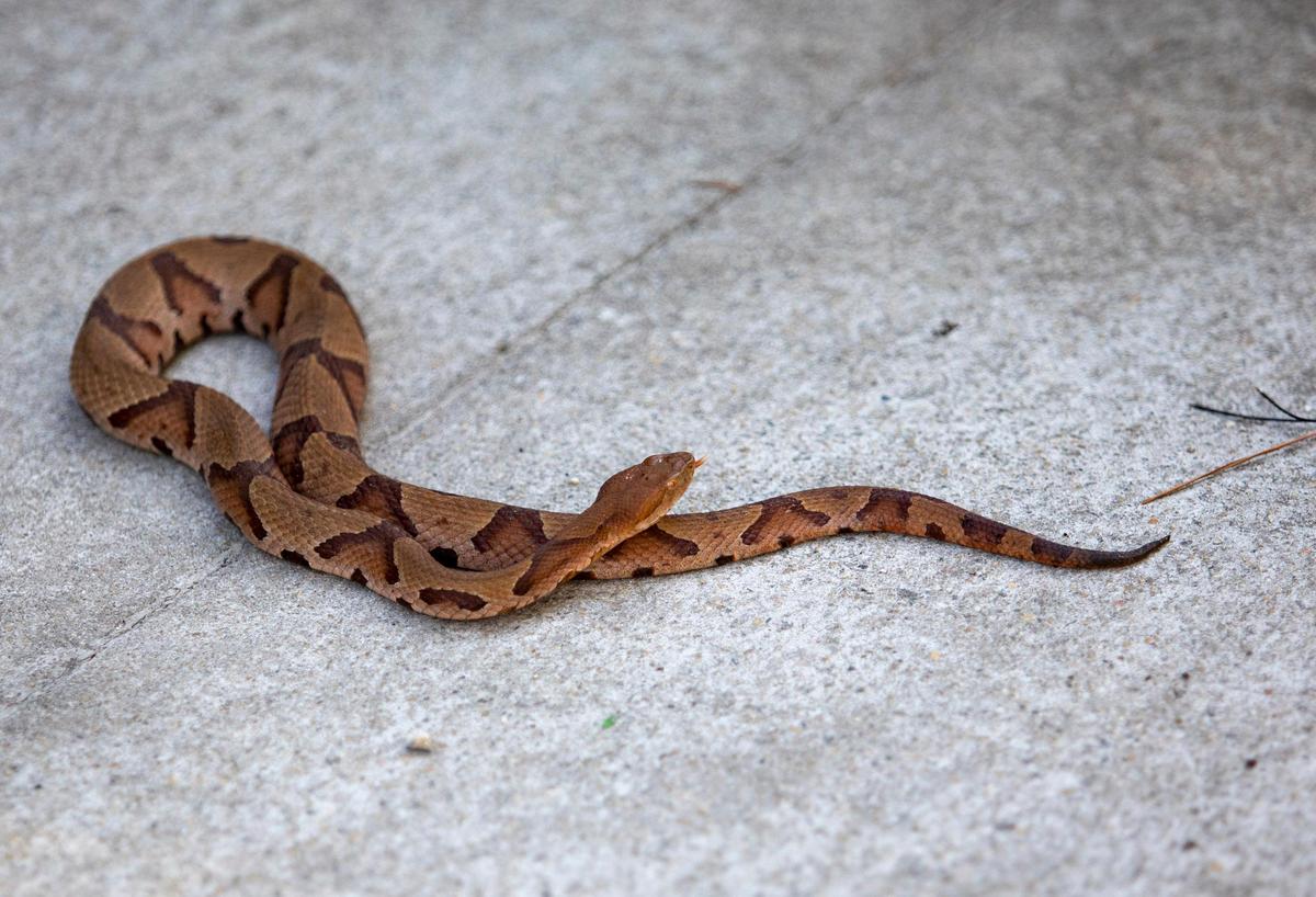 Hayden Cavender, Russell Cavender’s son, wrangles a Copperhead snake Wednesday morning at his father’s home.
