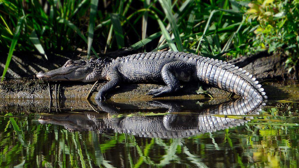 An American alligator suns on a log in Little Bull Creek.