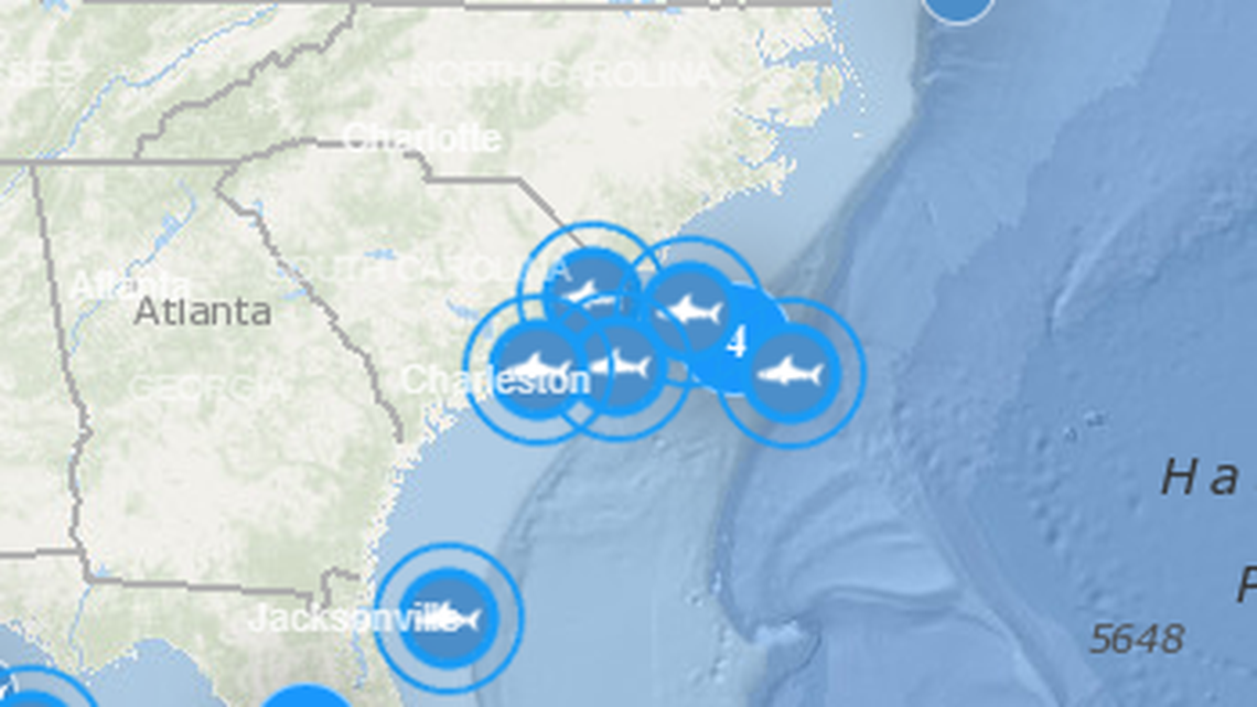 The OCEARCH shark tracker shows five great white sharks are gathered off South Carolina as of Feb. 1.