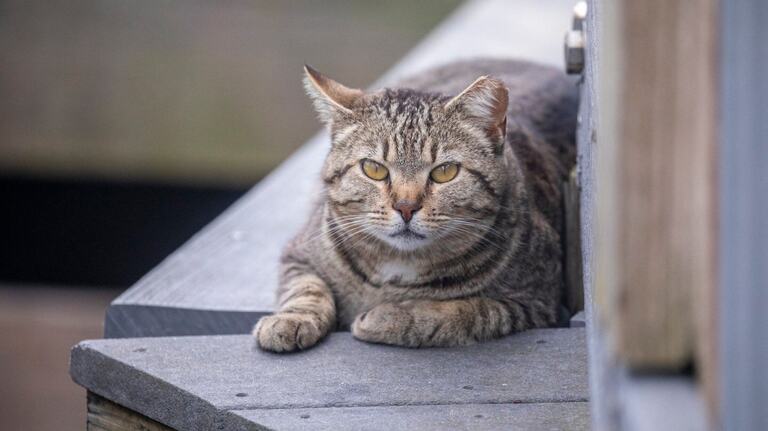 The cutest tourist trap in town. A look at the popular Myrtle Beach Boardwalk cats