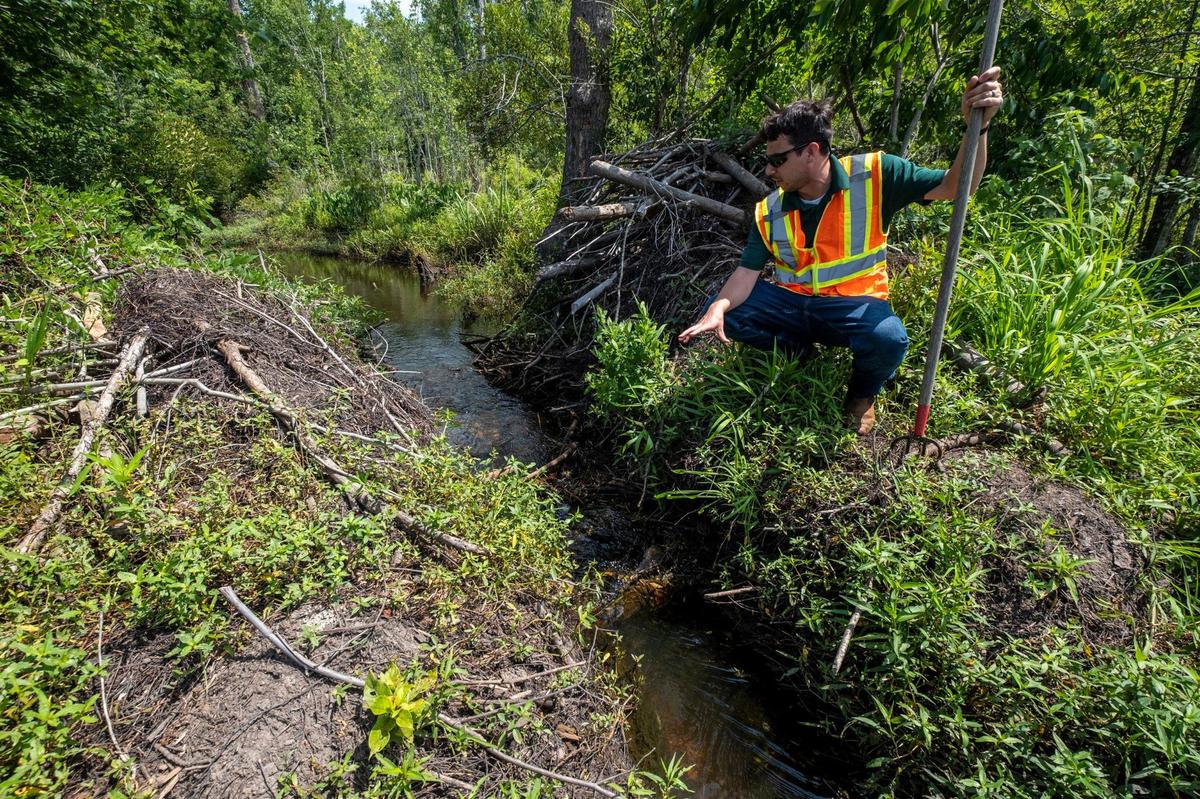 Brandon Gervais , a stormwater manager for Horry County points out where they have cut a trench through a beaver dam to allow water to flow in the Burgess community. June 15, 2022.