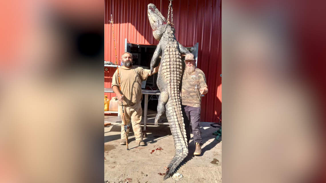 ‘Hunting something that hunts you back.’ Monster 12-foot alligator killed in SC. Take a look