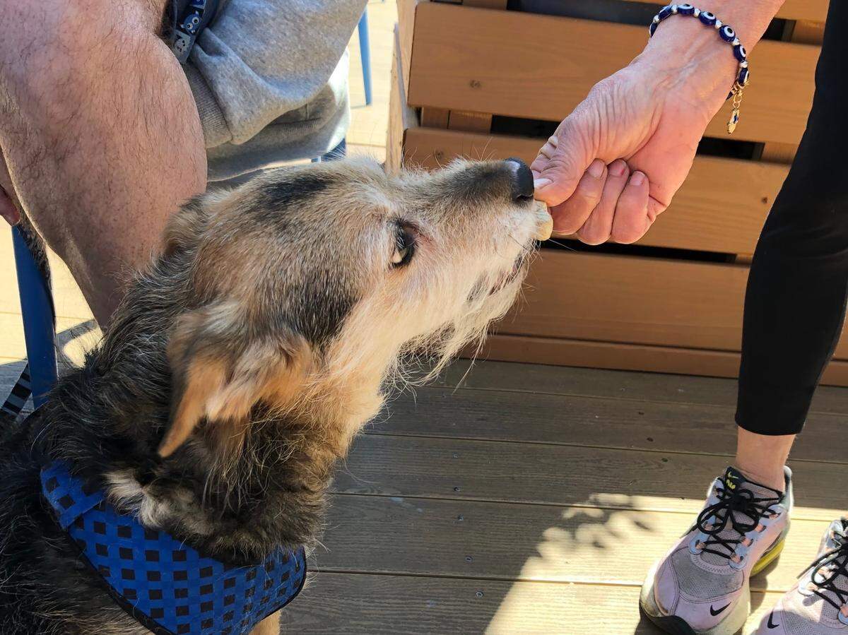 Wiley Jack Daniels, a 13-year-old terrier mix, scarfs down a dog treat at Bummz Beach Cafe in Myrtle Beach. April 11, 2023.