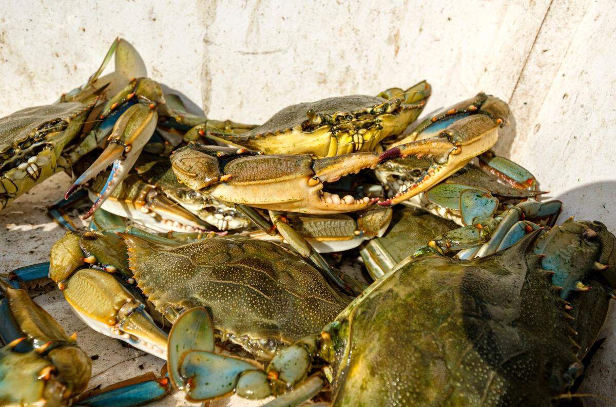 Captain Charlie Werner and crew mate Perrin Martin work a string of blue crab traps in Murrells Inlet. Werner, who owns Lila Lee Shrimpin’ has started crabbing the Murrells Inlet water and delivers both crab and shrimp to customers waiting at the dock at Marlin Quay Marina in Garden City Beach, S.C. Aug. 18, 2022.