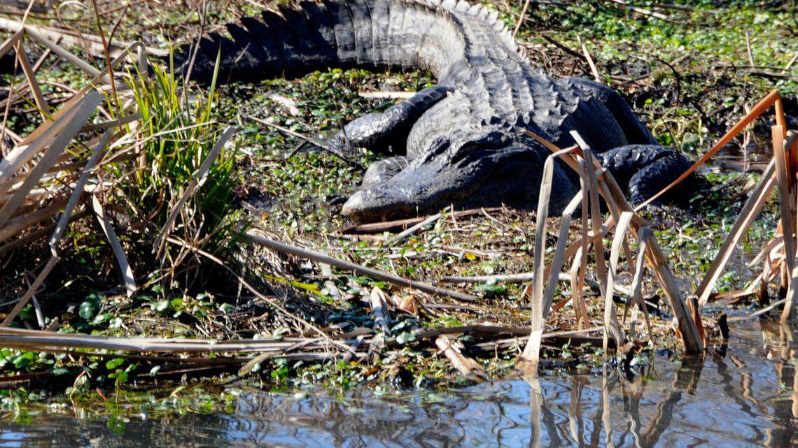 Alligators making their return. Where to spot them in wild along Grand Strand