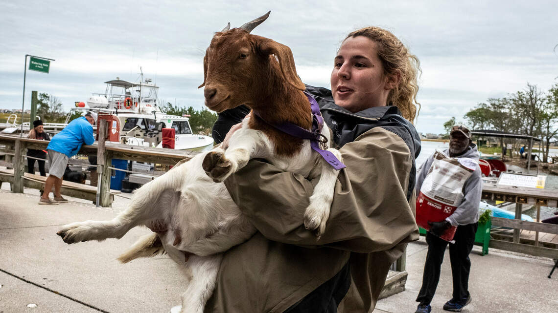 Will popular goats return to Murrells Inlet’s Goat Island? | Myrtle ...