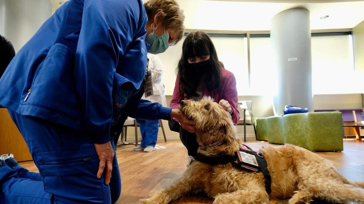 Service animals are trained to perform specific tasks for those who are disabled, according to the Americans with Disabilities Act.