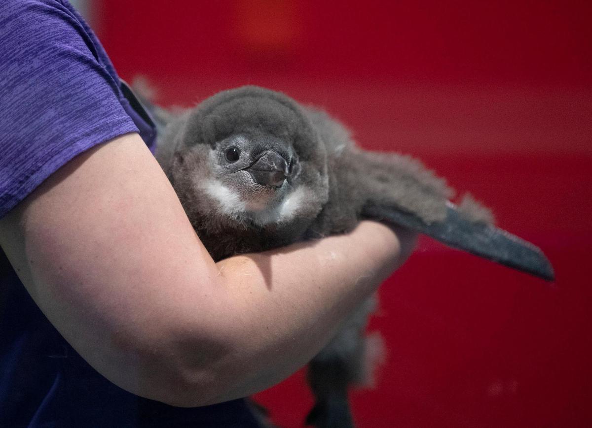 The first chick born of Ripley’s Aquarium newest penguin exhibit has been named for Egerton Burroughs, the real estate mogul and CEO of Burroughs and Chapin, which built Broadway at the Beach, where the aquarium now sits. Egerton, nicknamed,”The Edge” is now two months old and is expected to start swim lessons soon. December 9, 2020.