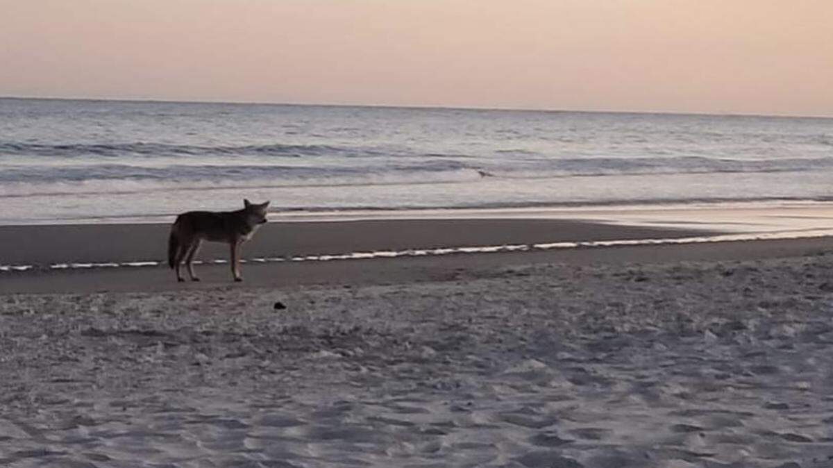 A Facebook user shared two photos to a Pawleys Island group of what appears to be a coyote at the South Carolina beach on October 21.