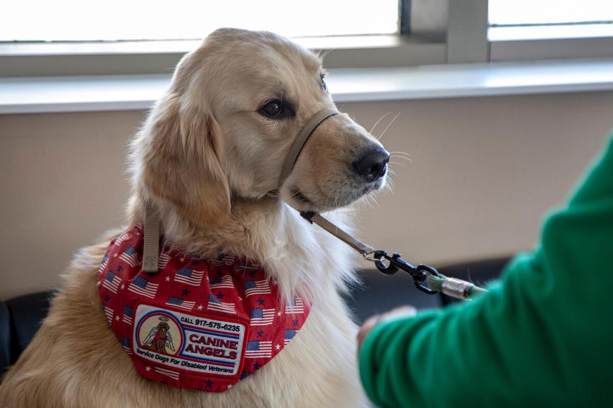 Pet Therapy dog Kula poses for a photo Wednesday at Grand Strand Regional Medical Center in Myrtle Beach.