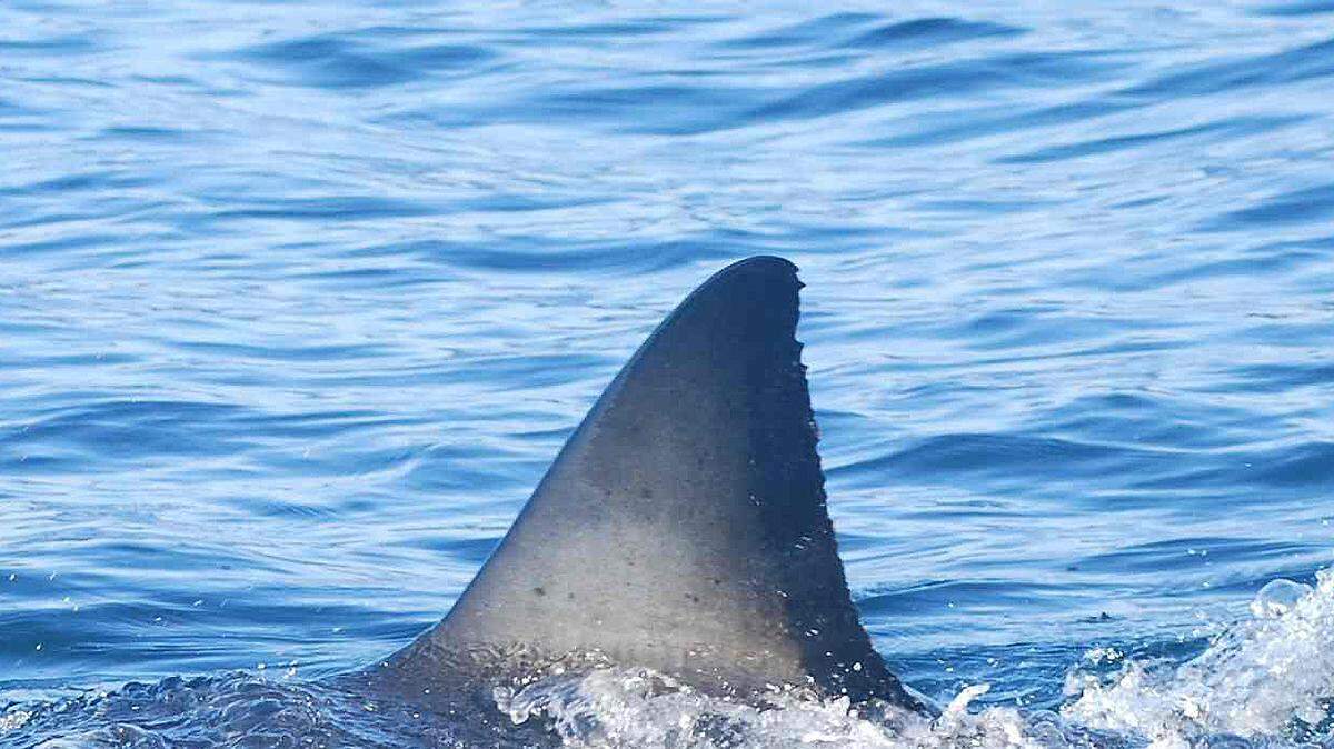 Unique markings on white sharks' fins (Carcharodon carcharias) can be used to identify individuals. Credit: University of California, Davis (UC Davis)