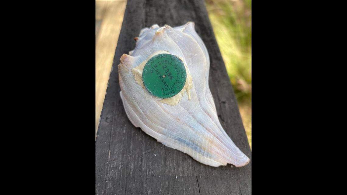 Why does this empty welk shell have a tag on it? South Carolina officials have an explanation.