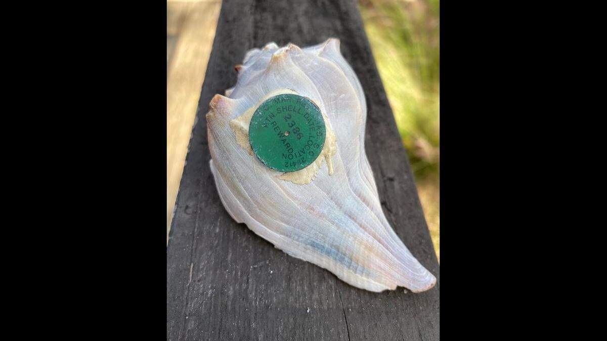 Why does this empty welk shell have a tag on it? South Carolina officials have an explanation.