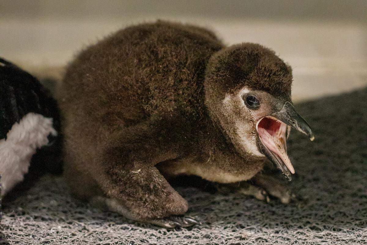 This yet-to-be-named African baby penguin hatched on Oct. 7, 2020 at the Ripley’s Aquarium of Myrtle Beach. He eats about 30% of his body weight each day and will be fully grown at two to three months old.