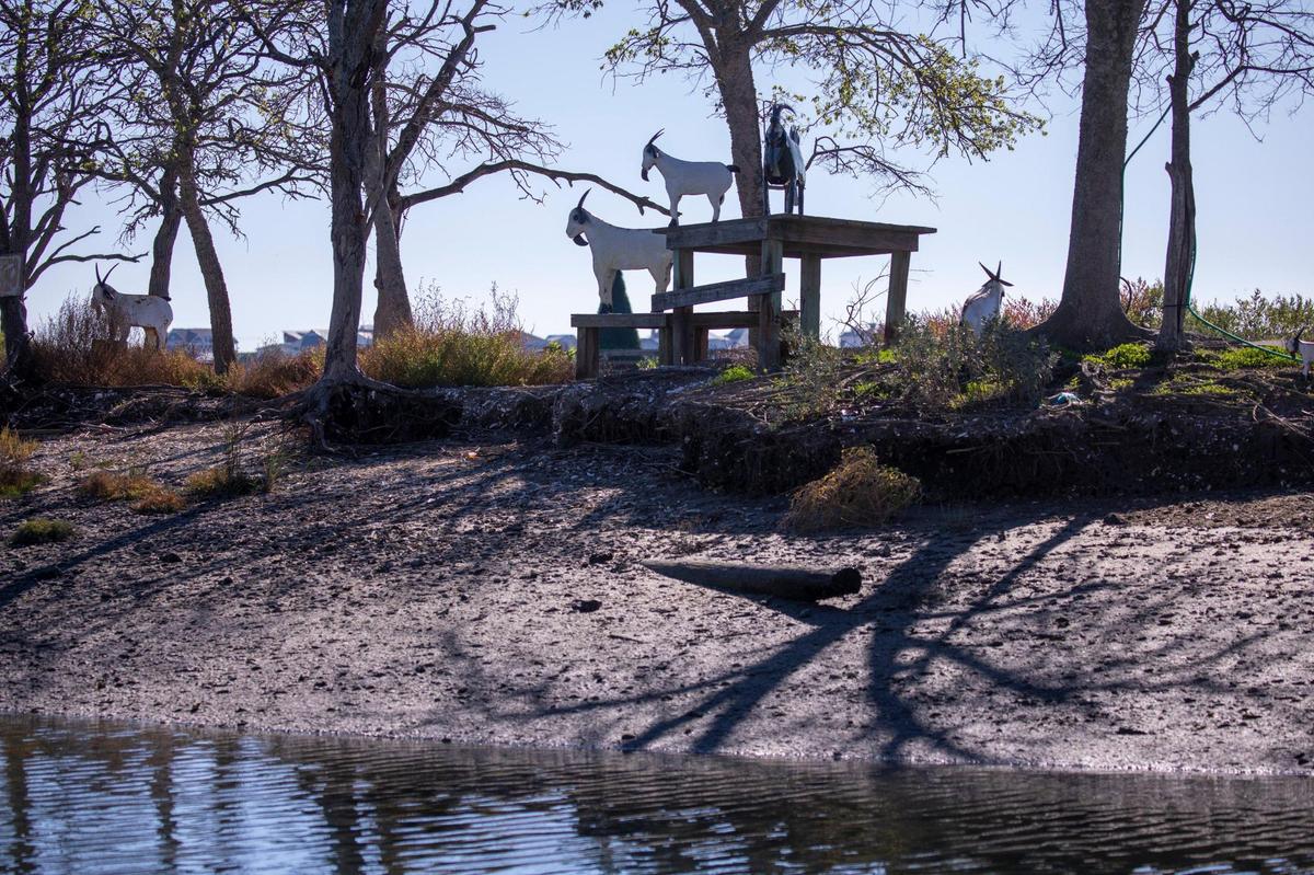 Metal goat replicas donated by local businesses now stand where live goats once frolicked for Murrells Inlet, S.C. Marshwalk visitors. The goat heard was removed from the island to a local farm for their own safety after high tides threatened the island according to local restaurant owner Al Hitchcock. Dec. 7, 2023.