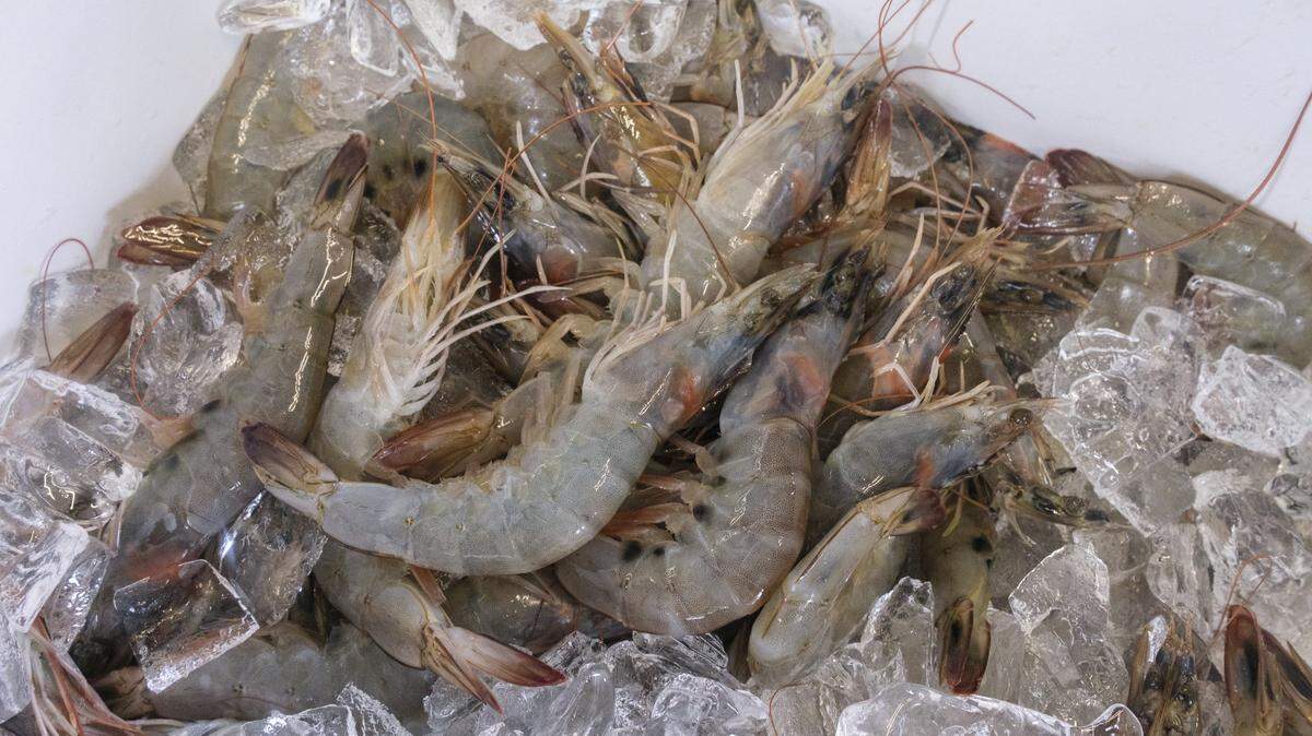 Fresh local shrimp at the Waterfront Seafood Shack Market and Eatery on the docks of Calabash, N.C. Aug. 17, 2022. 