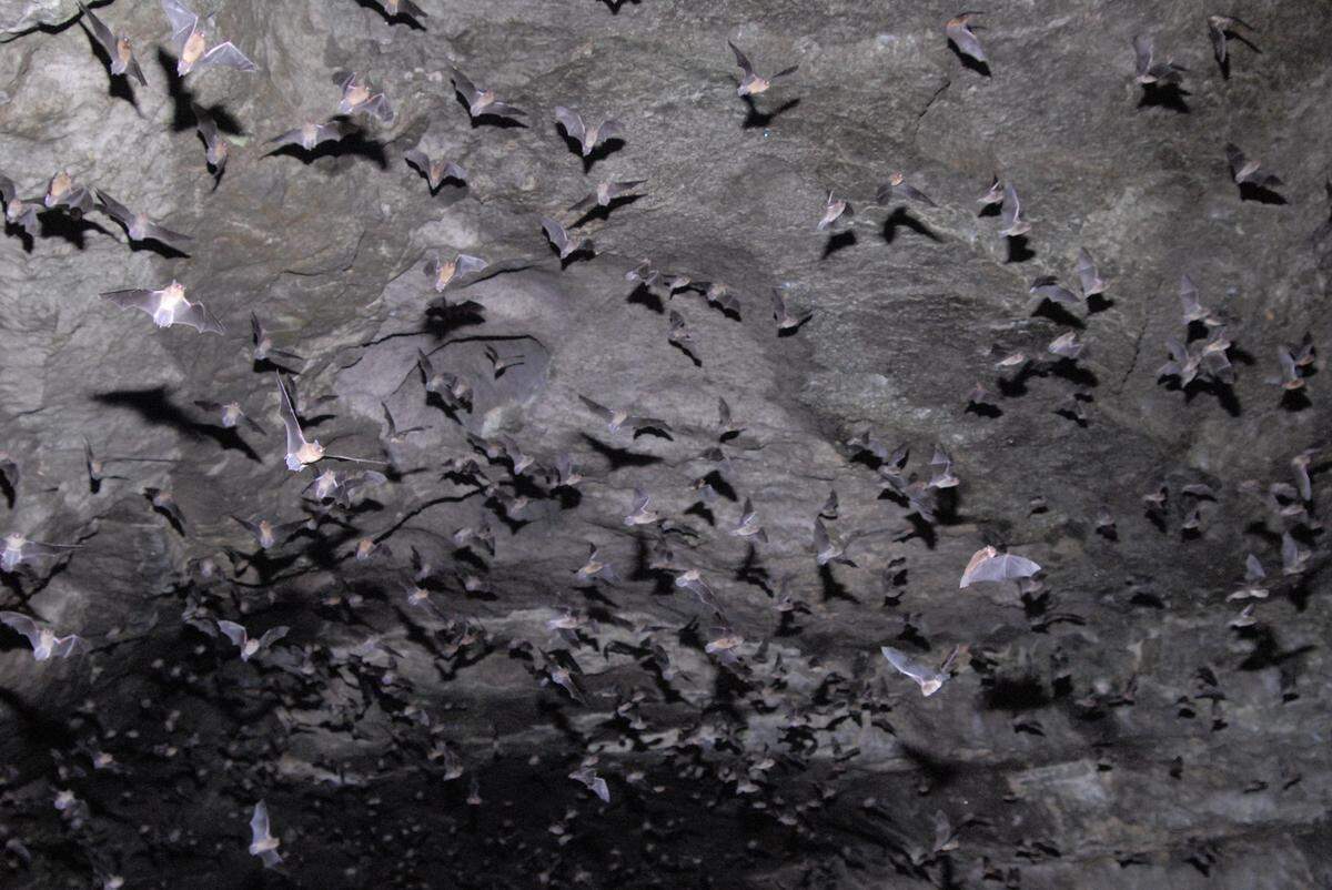 Gray bats leaving Sauta Cave in Alabama. This endangered bat species was found for the first time in South Carolina in fall 2023, according to a release by SCDNR, the South Carolina Department of Natural Resources. Nov. 15, 2023.
