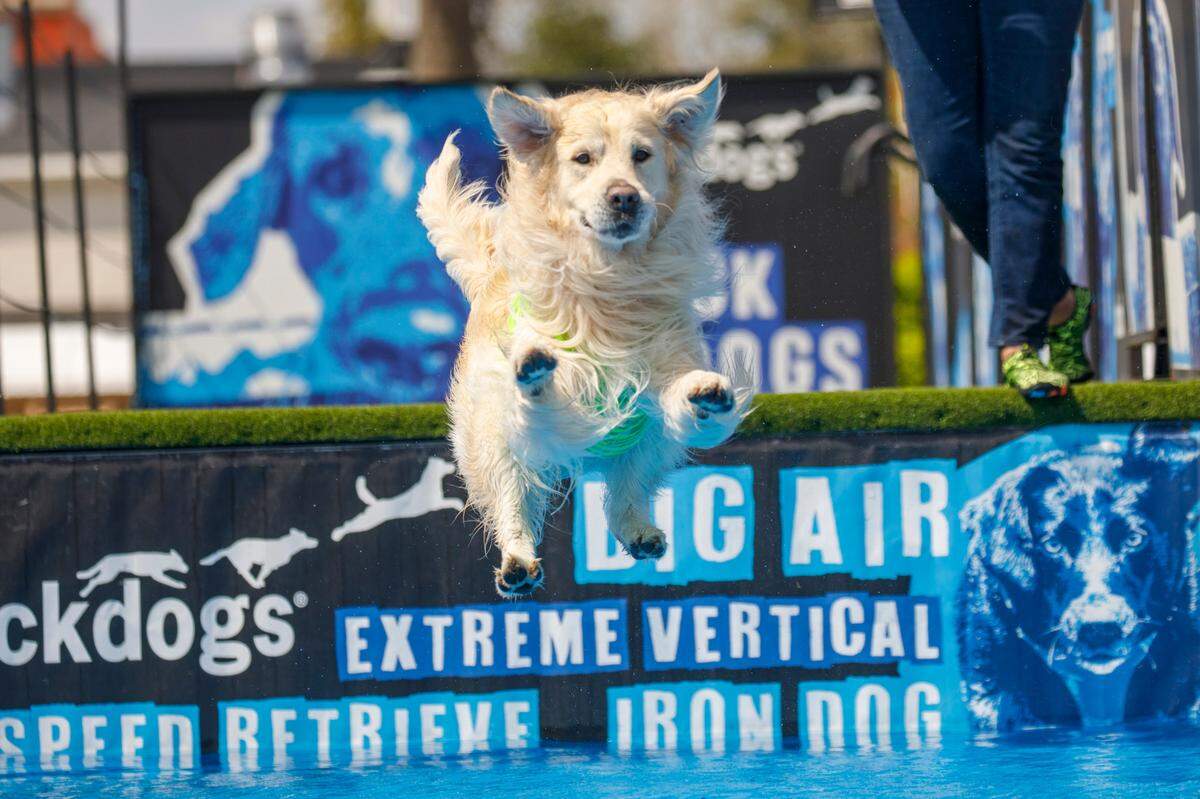 A dip in the pool isn’t a bad idea for dogs during warmer weather, but watch out for the hot concrete or walkways around outdoor pools.