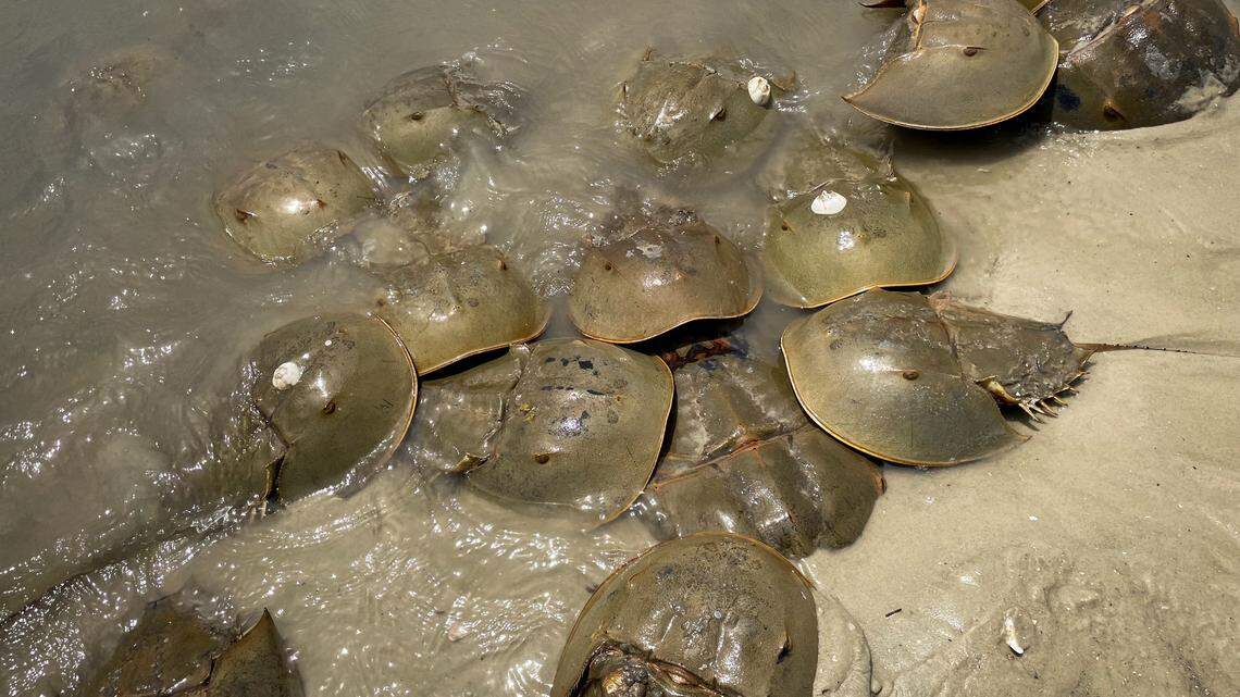 See horseshoe crabs gathering along SC beaches? It’s not a party. What’s happening