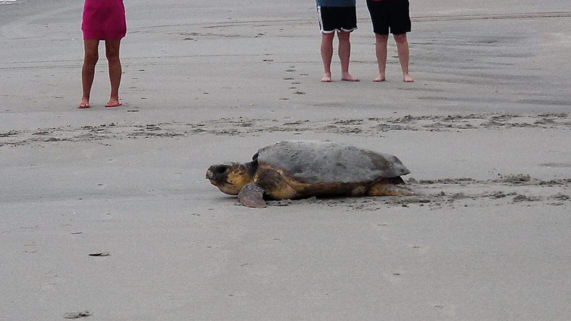 Are Garden City beachfront rentals violating sea turtle ordinance? What law says