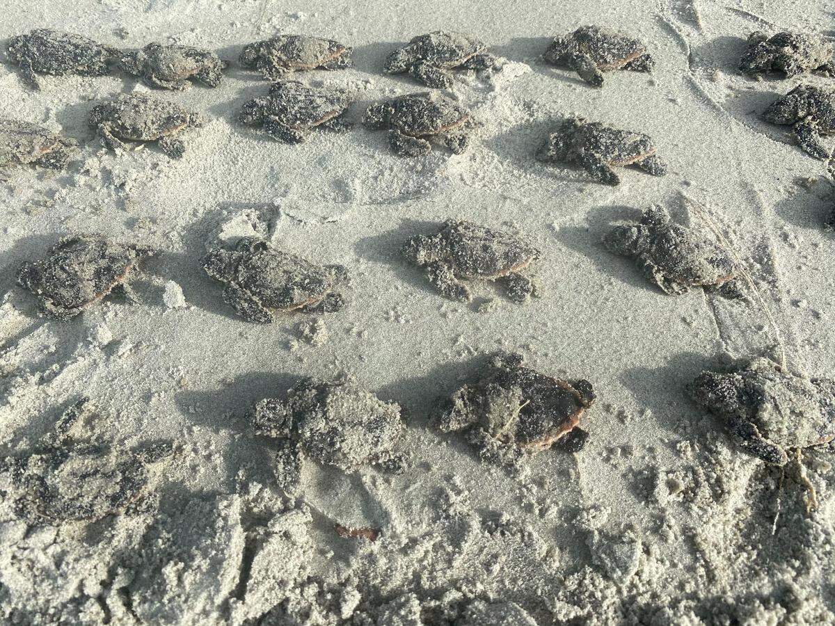 Many sea turtles were found dead along the North Myrtle Beach coast after Hurricane Isaias pounded the Strand with wind and rain.