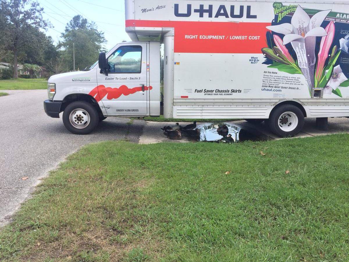 Ducks play in a puddle and rest under a U-Haul truck on Rosewood Drive on Sept. 19, 2018.