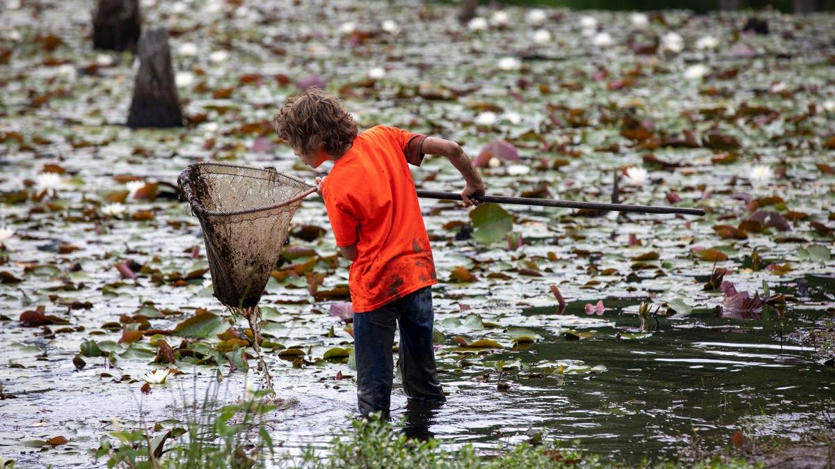 Braxton Winn wades in the swamp collecting crawfish. Fourth grade students from Loris Elementary School take one of the final field trips of the school year to Playcard Environmental and Education Center where they learn about nature, do team building exercises and have fun outdoors. May 24, 2022.