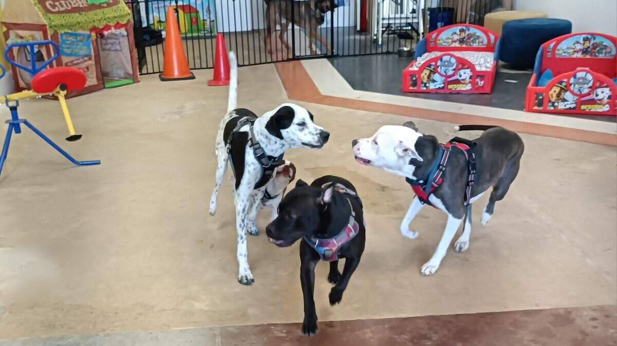 Petey’s Pups Pub will open in the location of Petey’s Pup Rides in Surfside Beach. The new business will be dog-friendly and will serve beer, wine and some food items. Customers will be able to drink and eat while watching the dogs that are clients of the boarding company.