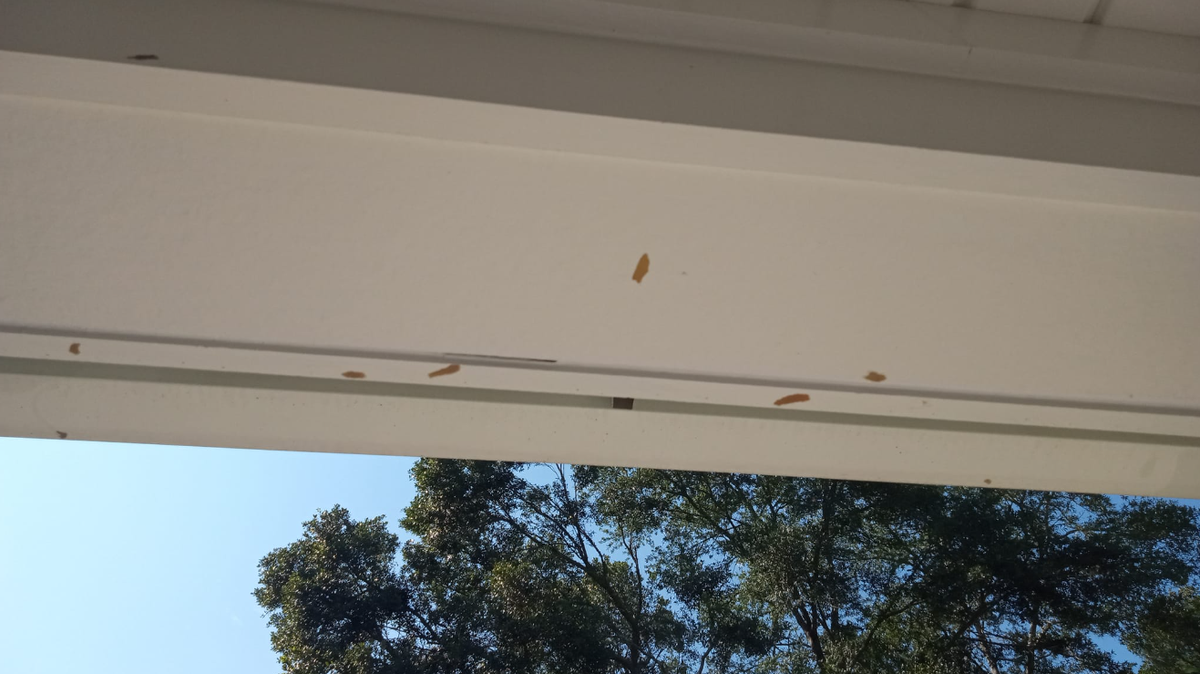 An image of fuzzy brown insect eggs on a porch in South Carolina.