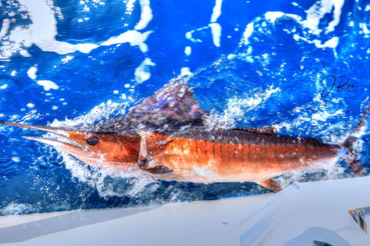 A sailfish is brought to boatside before being released by the crew of Painkiller.