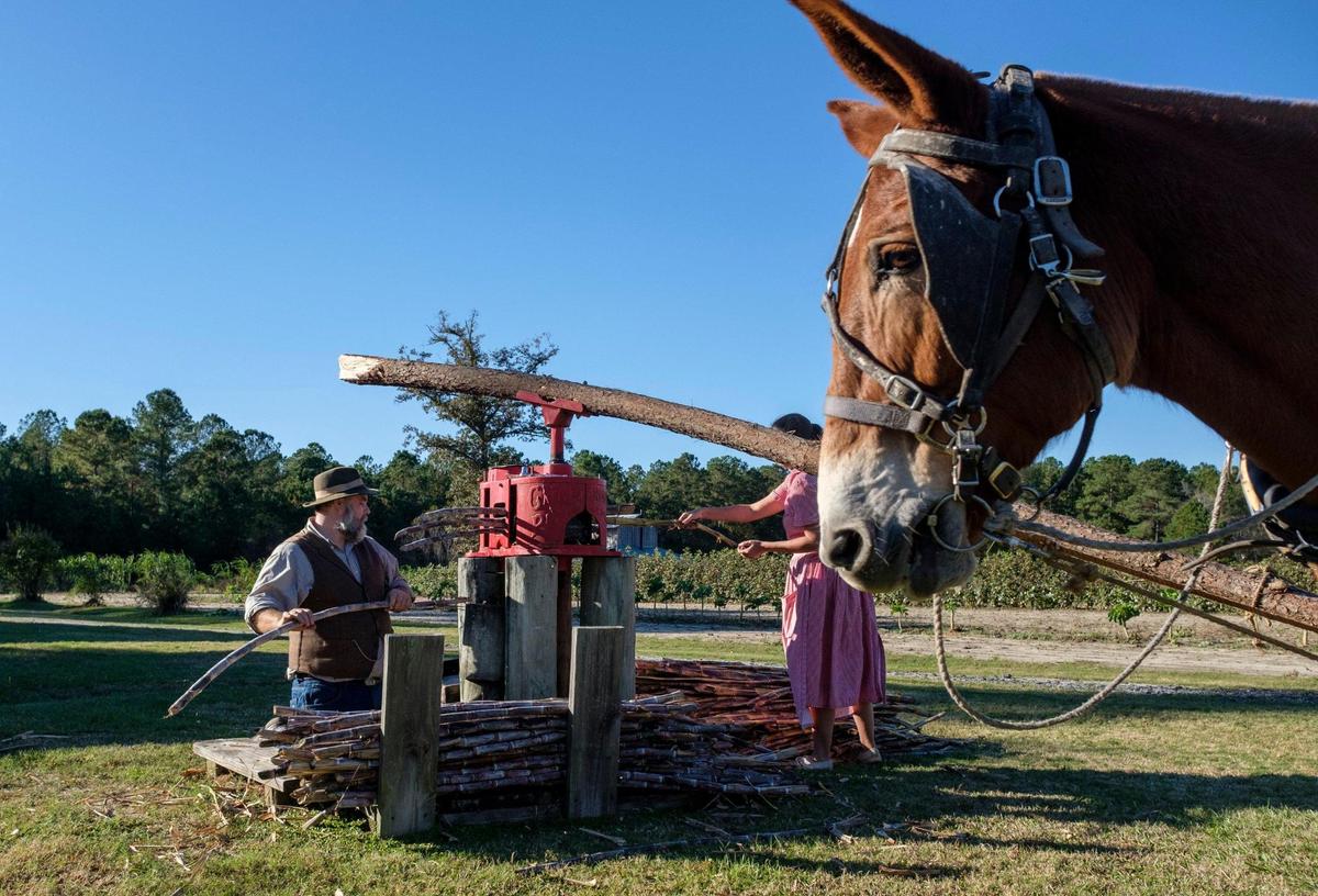 Horry County Museum Director Walter Hill and Hillary Winburn extract juice from sugar cane in a traditional mill operated by a mule named “Millie.” Sweet cane syrup making was a an early farm tradition in the Horry County area that was a celebration and gathering for the community. The process is demonstrated every fall at the L.W. Paul Living History Farm. November 17, 2020.