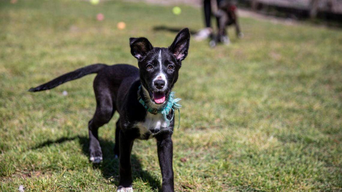 A few of the more than thirty dogs and puppies available for adoption at the Kind Keepers animal shelter in North Myrtle Beach, S.C. Hundreds of puppies and dogs are available for adoption at Myrtle Beach area shelters. March 23, 2023.