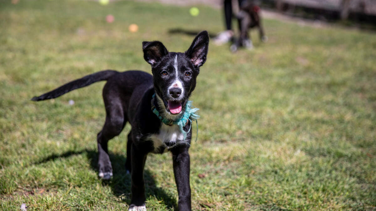 A few of the more than thirty dogs and puppies available for adoption at the Kind Keepers animal shelter in North Myrtle Beach, S.C. Hundreds of puppies and dogs are available for adoption at Myrtle Beach area shelters. March 23, 2023.