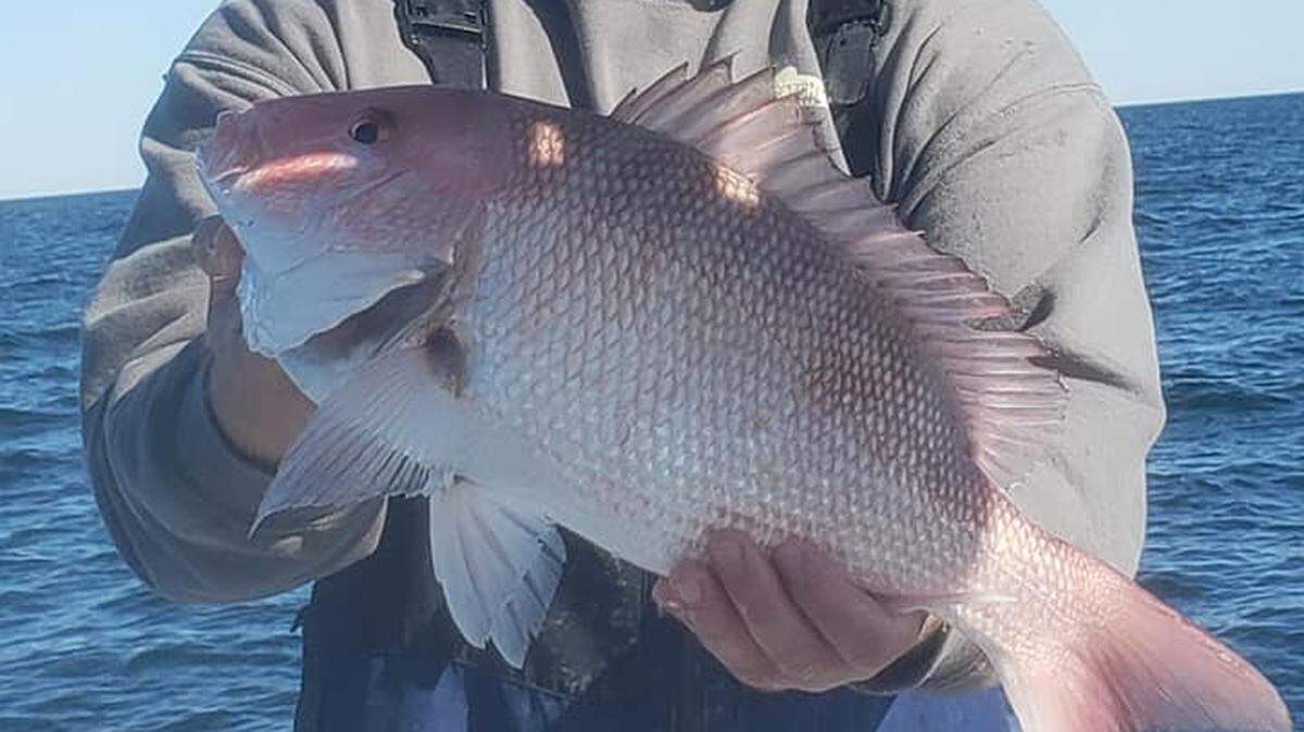 Capt. Chris Ossman of Fine Catch Fishing Charters shows off a red snapper caught in 50 feet of water off Little River earlier this week.