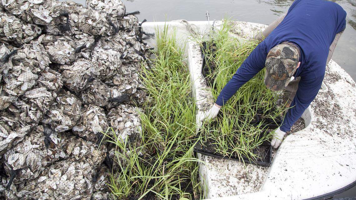 SC taxpayers pay thousands for out-of-state recycled oysters. What’s being done