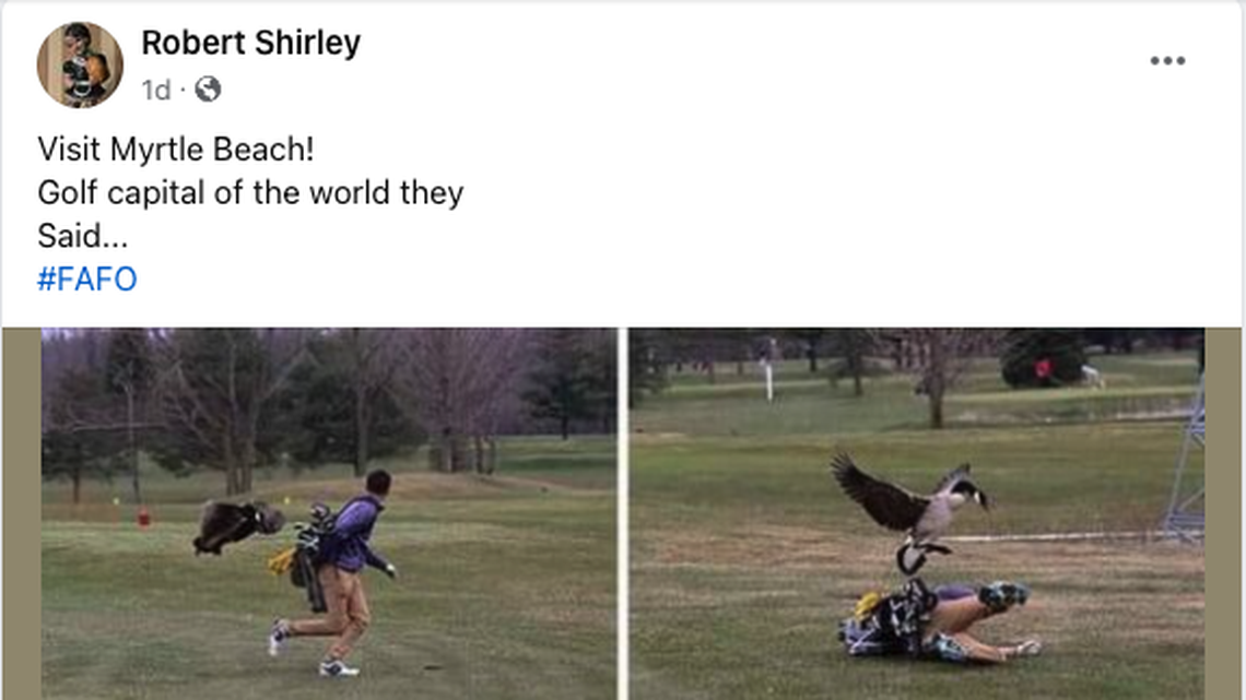 Watch out for geese when you golf! Was a Myrtle Beach golfer attacked by a goose?