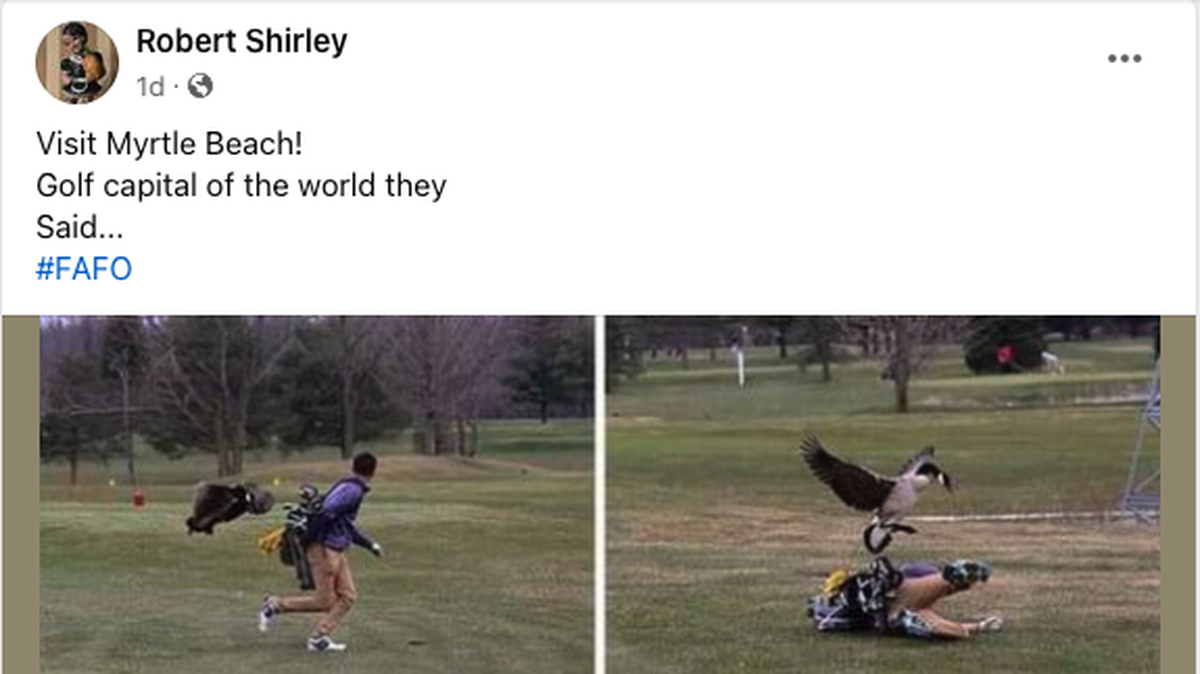 A Facebook user allegedly posted a Myrtle Beach golfer being attacked by a goose. Here’s what we know