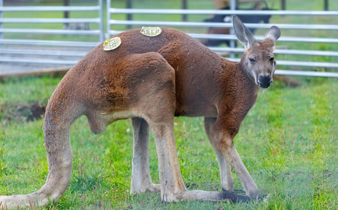 Eric Slate, 52, was found dead with multiple blunt injuries inside an enclosure containing this red kangaroo named Jack at 5 Star Farm in Loris on Friday. Robert Slate, Eric’s brother and the owner of the farm said that despite rumors, his brother did not rough house with the animals and that he had a strong bond with the kangaroo. May 12, 2025.