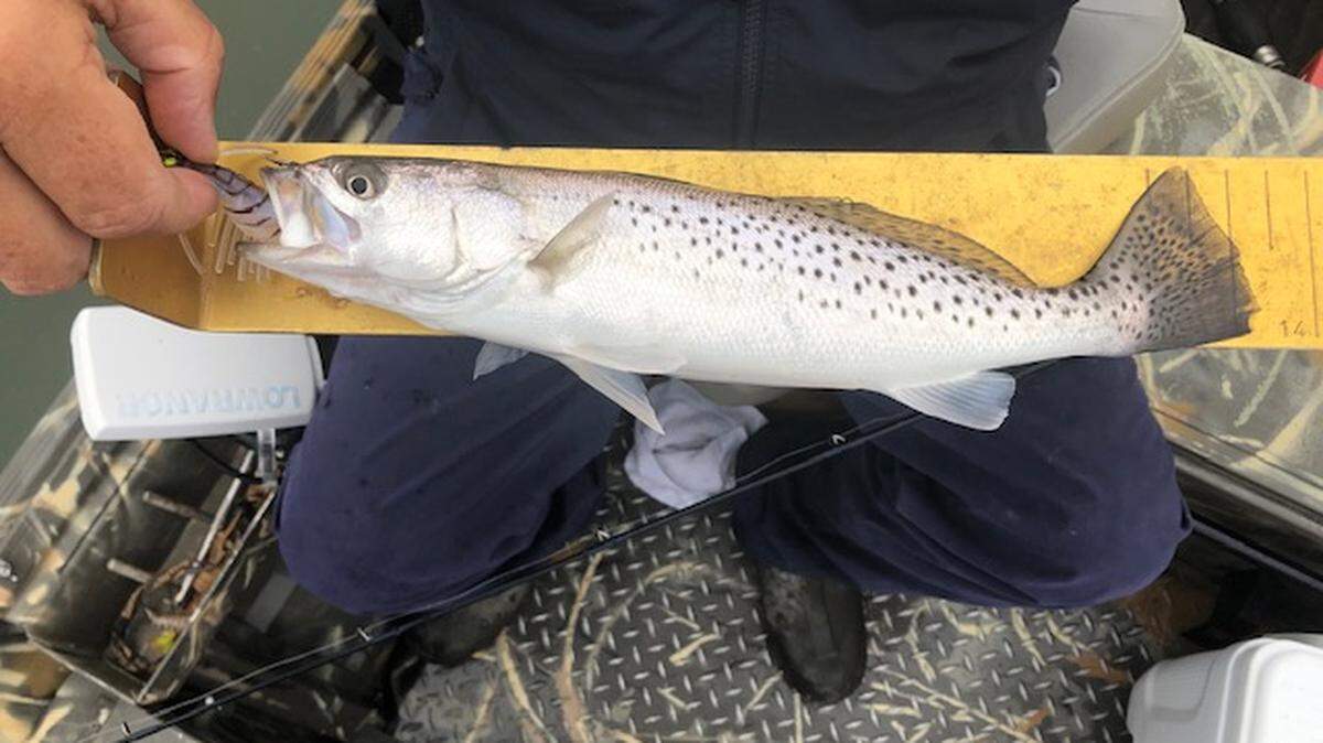 Spotted seatrout in the 12- to 14-inch range are plentiful in local estuaries as 2019 arrives, like this specimen caught in Murrells Inlet on New Year’s Eve.
