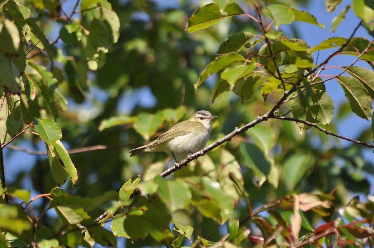 Red-eyed vireos are found in the Palmetto State during the fall birding season. Courtesy of Scott Hartley.