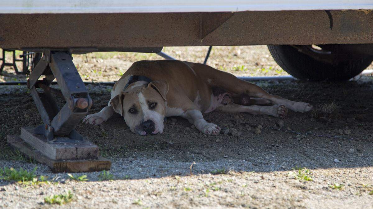 Chico, a pit bull terrier, lays in the shade underneath a mobile home in the Bucksport area. Chico is a service dog who helps Dillan Bowman, a 17-year old living with autism.
