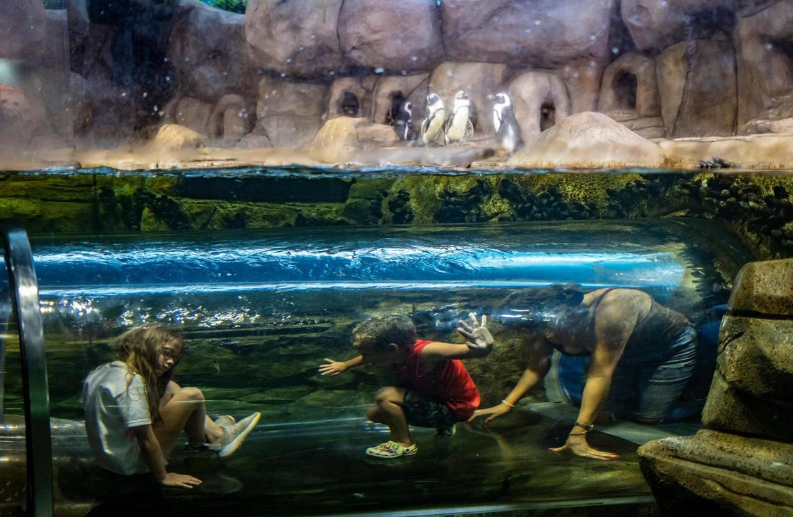 Ripley’s Aquarium is celebrating their 25th year of entertaining and educating guests in Myrtle Beach. June 15, 2022.