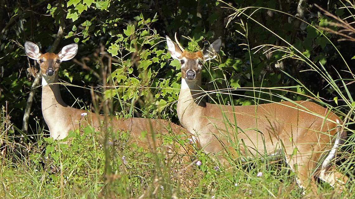 ‘Knock on wood’: Why this year’s weather is shaping up good for SC deer season