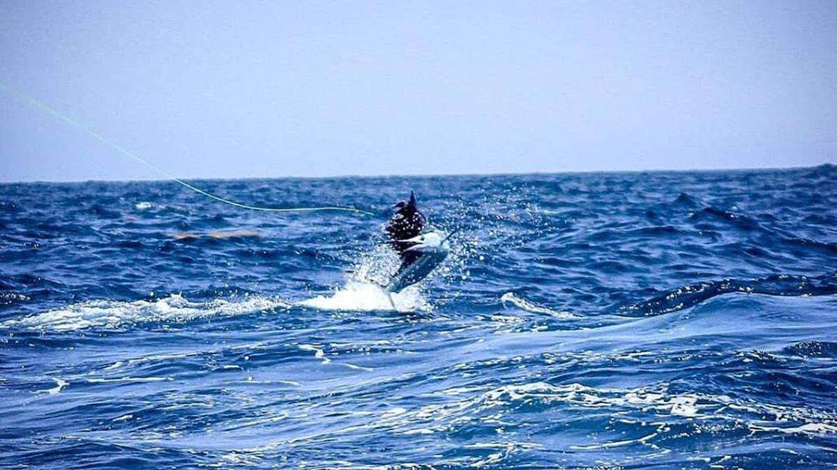Sailfish action was hot during the Edisto Invitational Billfish Tournament, the final leg of the 30th annual South Carolina Governor’s Cup Billfishing Series.