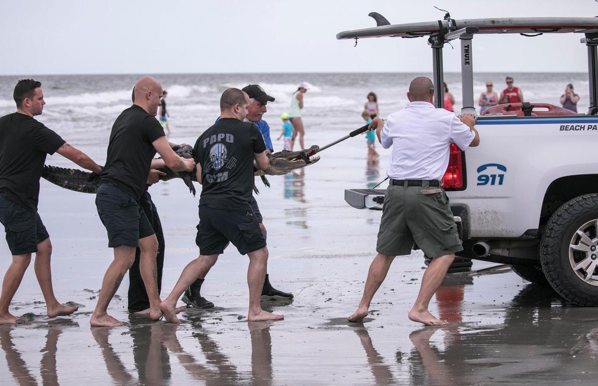 Myrtle Beach Police and area lifeguards helped to capture an alligator on the beach at 69th Avenue North in Myrtle Beach on Friday. May 9, 2019.