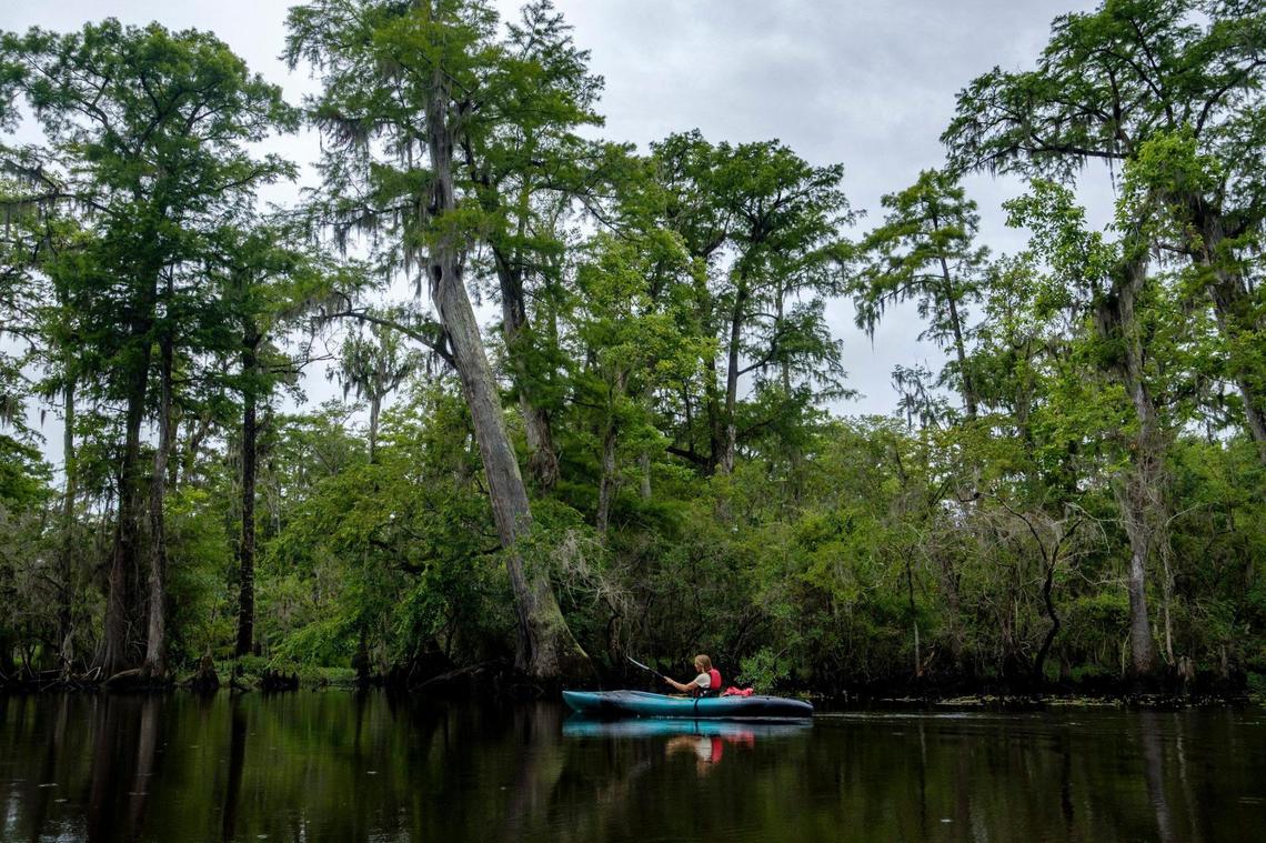 Maria Whitehead, Senior Director of Land Southeast Open Space Institute paddles a kayak in the Black River Cypress Preserve near Andrews, S.C. The Preserve is one of twelve public and private parks along the Black River Water Trail & Park network which stretches 70 miles from Kingstree, S.C. to near Georgetown, S.C. This park is expected to serve as a model for the development of the first new state park in South Carolina in over twenty years. June 28, 2022.